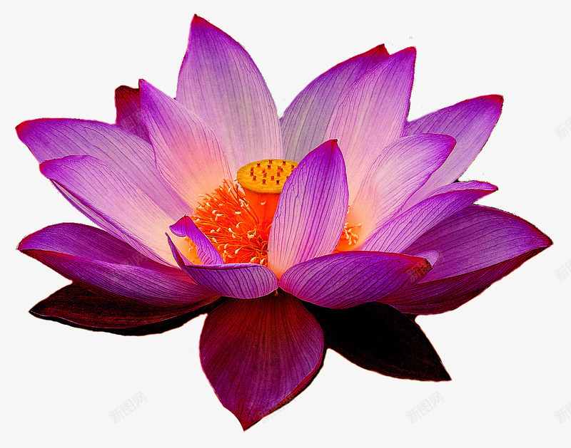 迷人的紫蓝色莲花png免抠素材_新图网 https://ixintu.com 植物 美丽 花朵 莲花
