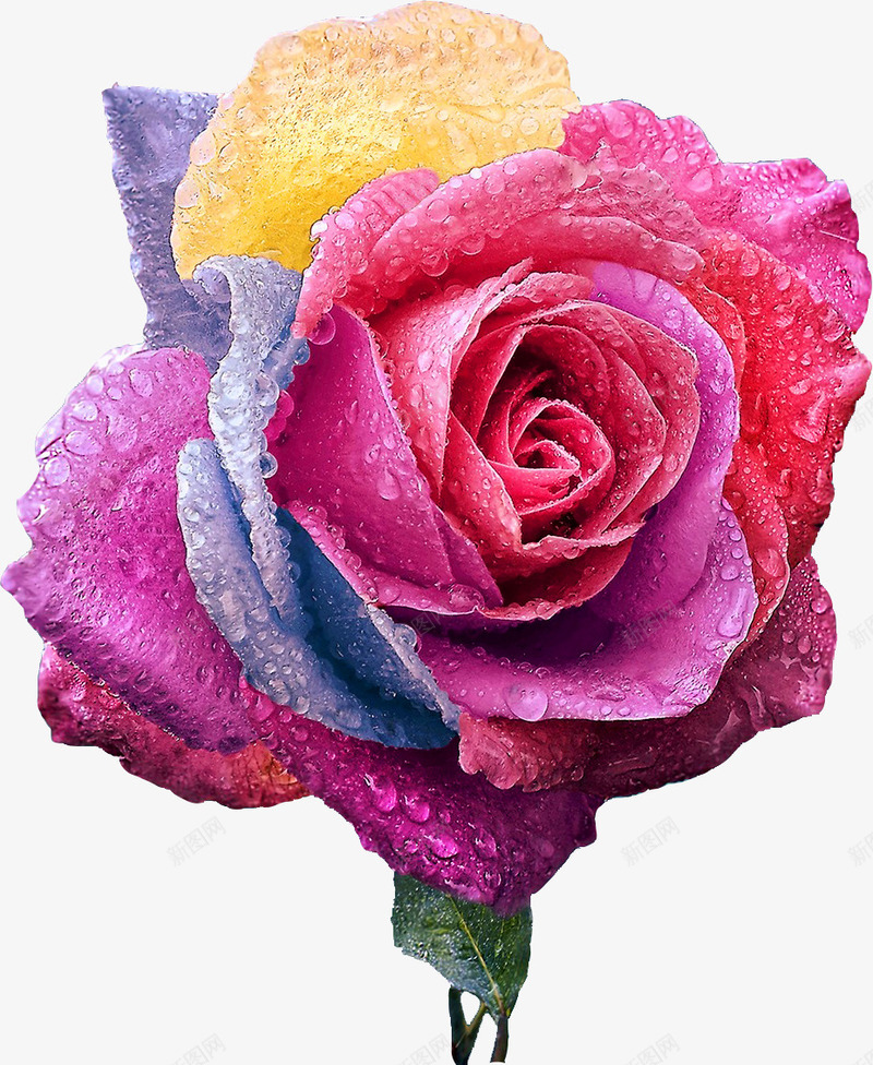 水彩彩色美丽花朵png免抠素材_新图网 https://ixintu.com 创意 卡通 手绘 抽象 水彩 艺术 花朵 设计