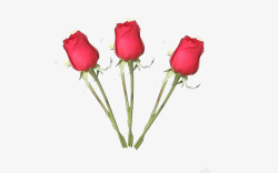 玫瑰花红色花素材