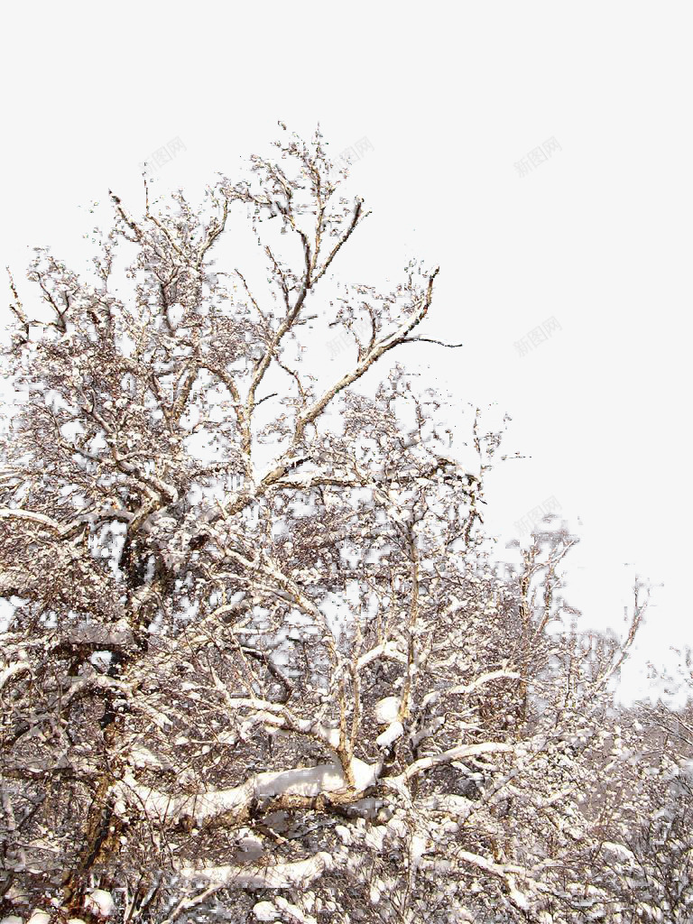 冬天桦树林中的雪png免抠素材_新图网 https://ixintu.com 冬天 名胜古迹 地方景点 实物图 摄影图 桦树林 自然景观 雪 高清 高清图片