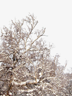 桦树冬天桦树林中的雪高清图片