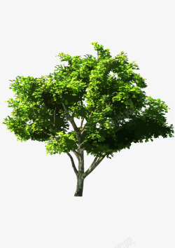绿色大树实物素材