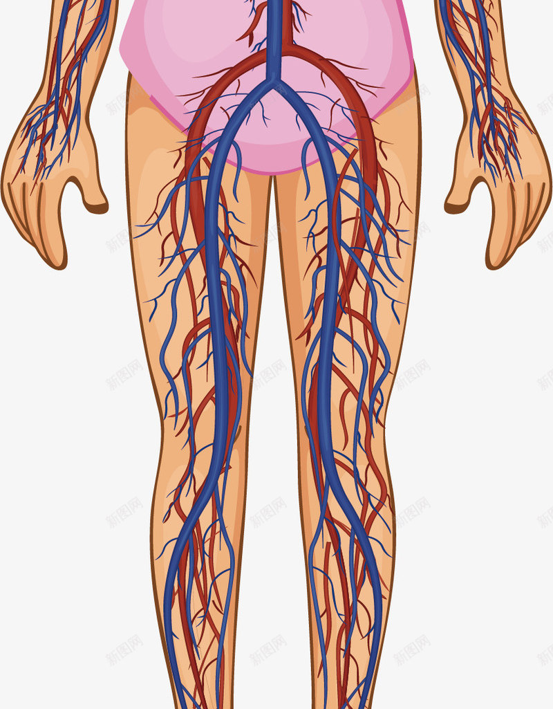女生血液循环系统png免抠素材_新图网 https://ixintu.com 动脉 女生结构 血液系统 静脉