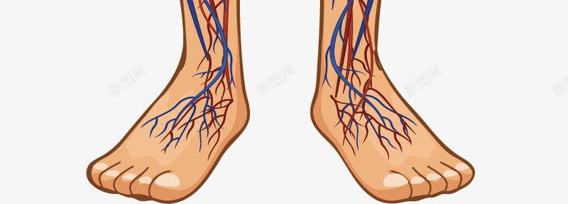 女生血液循环系统png免抠素材_新图网 https://ixintu.com 动脉 女生结构 血液系统 静脉
