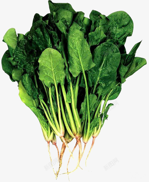 绿色健康小油菜png免抠素材_新图网 https://ixintu.com 卡通素材 卡通蔬菜图片 手绘蔬菜 手绘食物素材 素描 青菜 食物