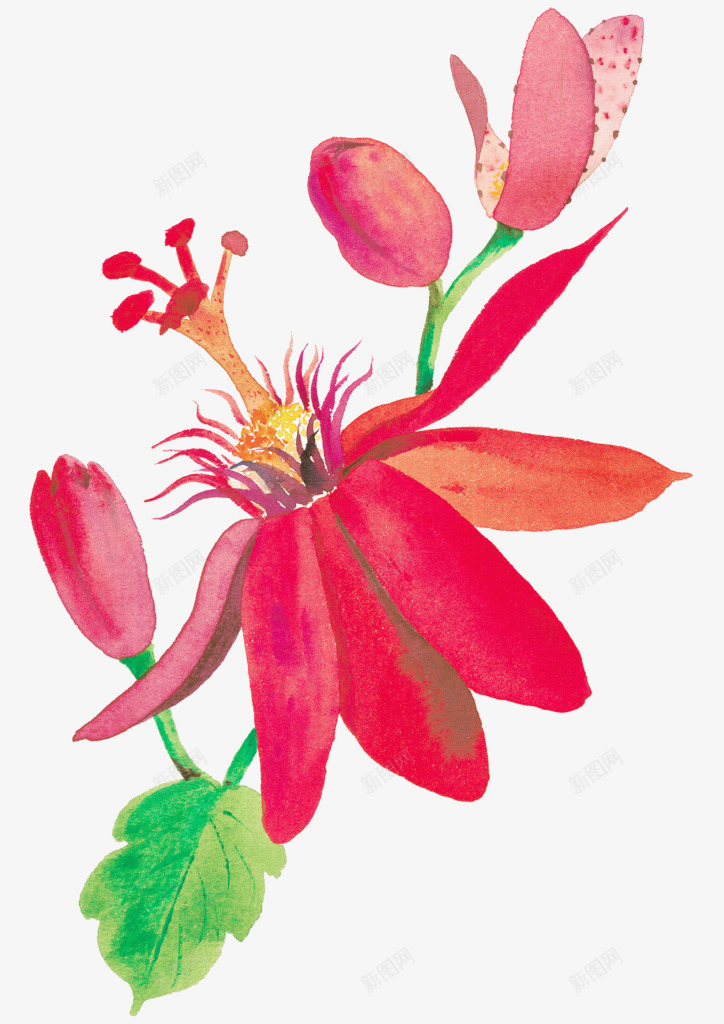 手绘红色花朵png免抠素材_新图网 https://ixintu.com 复古红色花朵 复古花朵 手绘花朵 文化艺术 绘画书法 绘画花朵 静物花卉