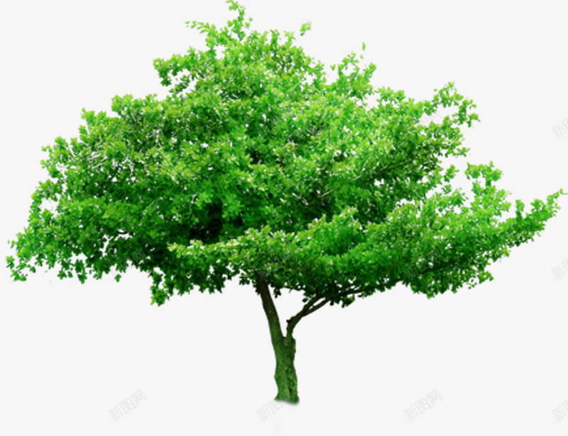 绿色植物大树景观png免抠素材_新图网 https://ixintu.com 大树 景观 绿色植物