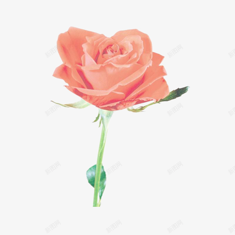 美丽的橘粉色玫瑰花png免抠素材_新图网 https://ixintu.com 玫瑰花 简图 美丽的 花卉 花朵 花瓣 装饰