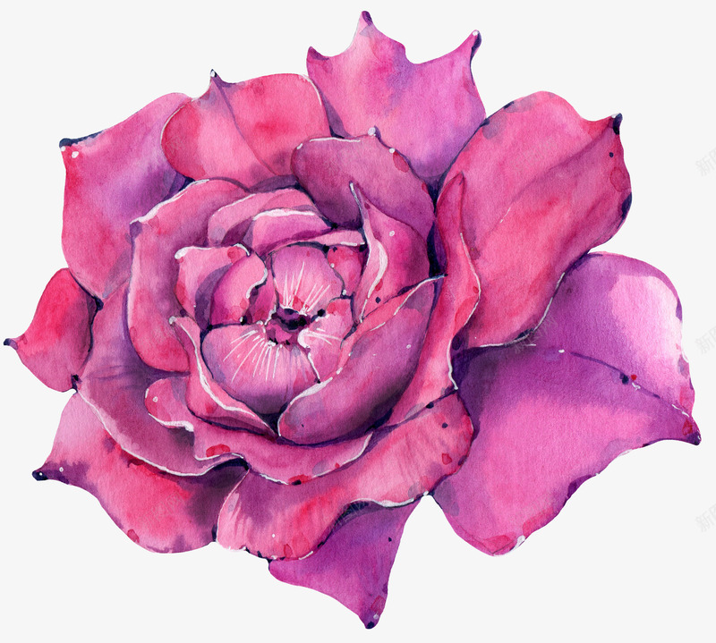 水彩紫色花朵图案png免抠素材_新图网 https://ixintu.com 手绘图 盛开的 紫色花朵 美丽的 花卉 花瓣