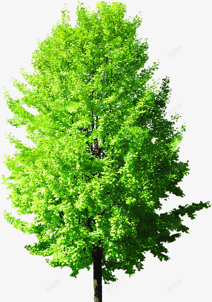 绿色大树生长植物png免抠素材_新图网 https://ixintu.com 大树 植物 生长 绿色