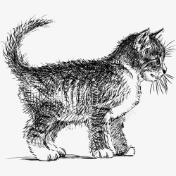 素描猫小猫动物高清图片