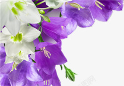 紫色白色花朵边框素材