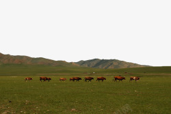草原自然牧场素材