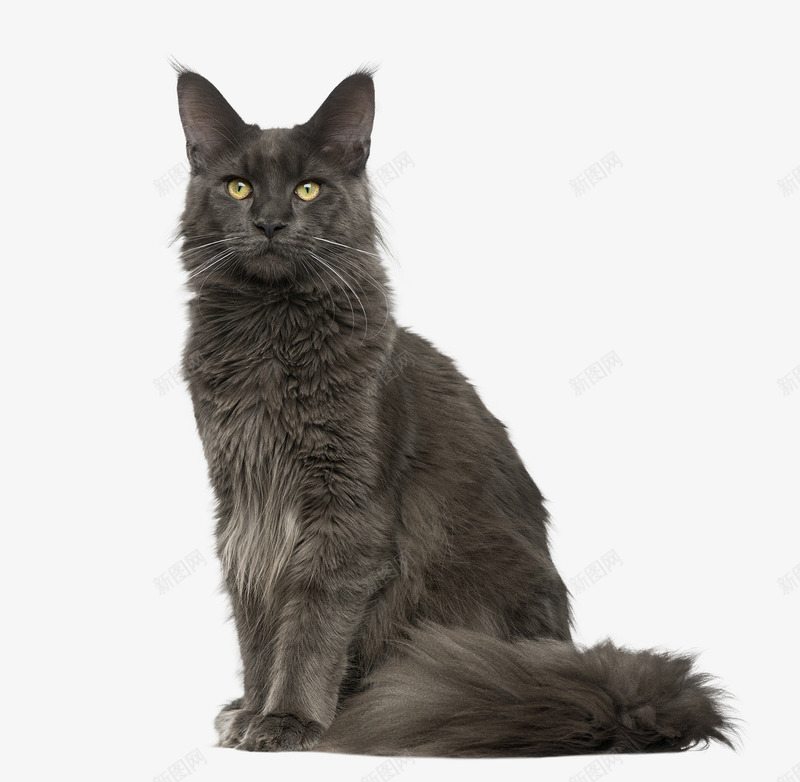 坐着的一只小猫咪png免抠素材_新图网 https://ixintu.com 卖萌小猫 宠物 宠物猫 猫 猫咪 黑猫
