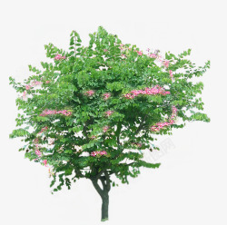 绿色植物大树素材