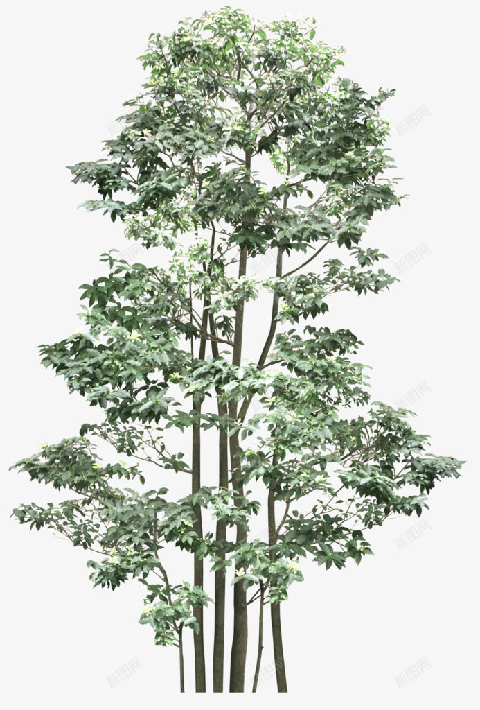 创意合成效果绿色的大树png免抠素材_新图网 https://ixintu.com 创意 合成 大树 效果 绿色