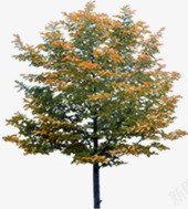 秋季小区景观大树素材