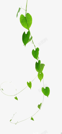 树枝编制心形绿色植物藤蔓垂下叶子高清图片