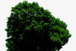 摄影绿色植物大树素材