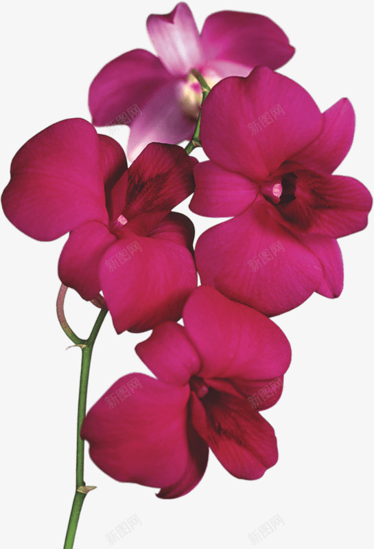 美好的红色花朵png免抠素材_新图网 https://ixintu.com 红色 美丽 花朵 花瓣