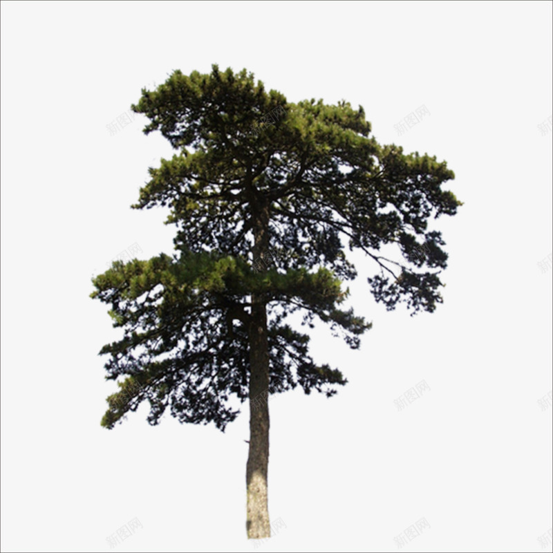 大树png免抠素材_新图网 https://ixintu.com 深绿色的树 高大的树