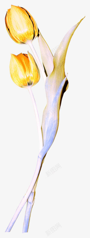 一束郁金香png免抠素材_新图网 https://ixintu.com 植物 美丽 花朵 金色