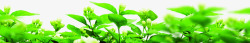 绿色清新小草植物素材