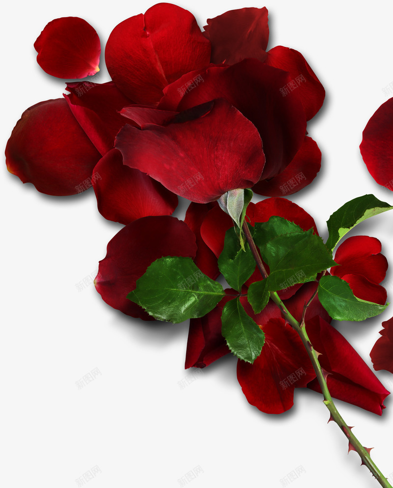 红色玫瑰和叶子实物图png免抠素材_新图网 https://ixintu.com 叶子 植物 玫瑰花 美丽的 花卉 花朵 花瓣