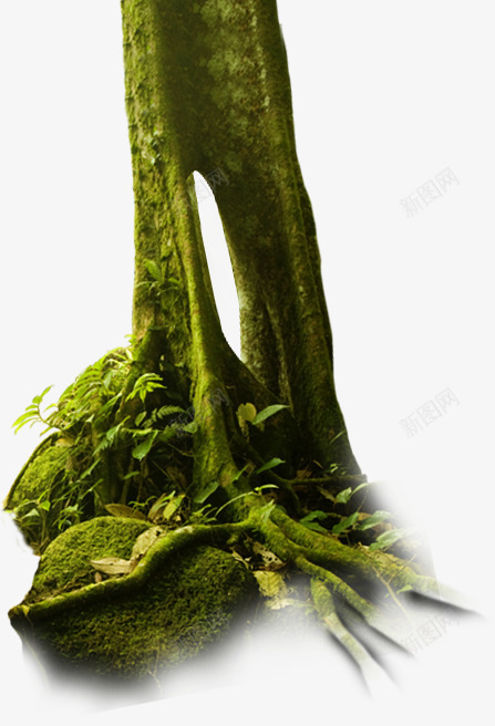 摄影绿色的大树底部png免抠素材_新图网 https://ixintu.com 大树 底部 摄影 绿色