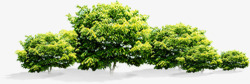 绿色园林绿化植物大树素材