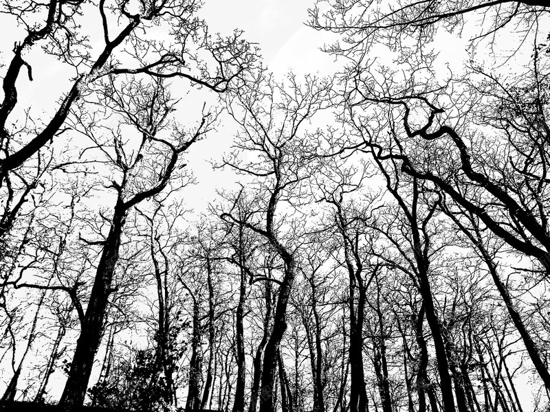 冬季树林里的树木png免抠素材_新图网 https://ixintu.com 冬季 景观 树木 树林 植物 自然 自然景色