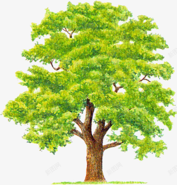 一棵大树png免抠素材_新图网 https://ixintu.com 实物 灌木 素材 绿色