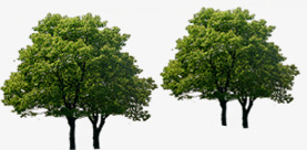 摄影室外大树树木png免抠素材_新图网 https://ixintu.com 大树 室外 摄影 树木