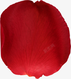漂浮红色气泡红色花瓣高清图片