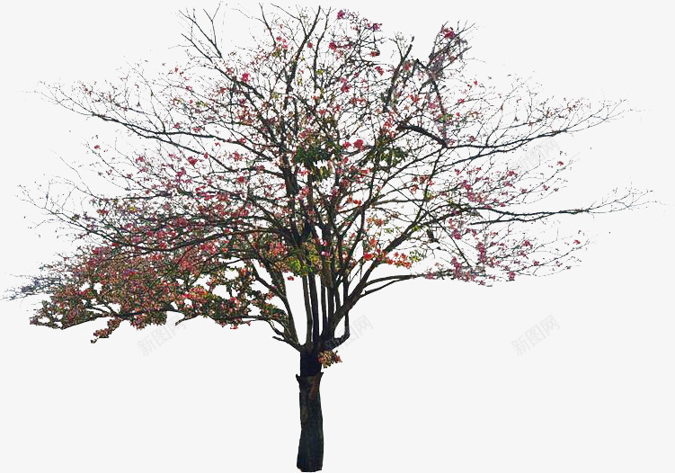 红色花朵大树植物装饰png免抠素材_新图网 https://ixintu.com 大树 植物 红色 花朵 装饰