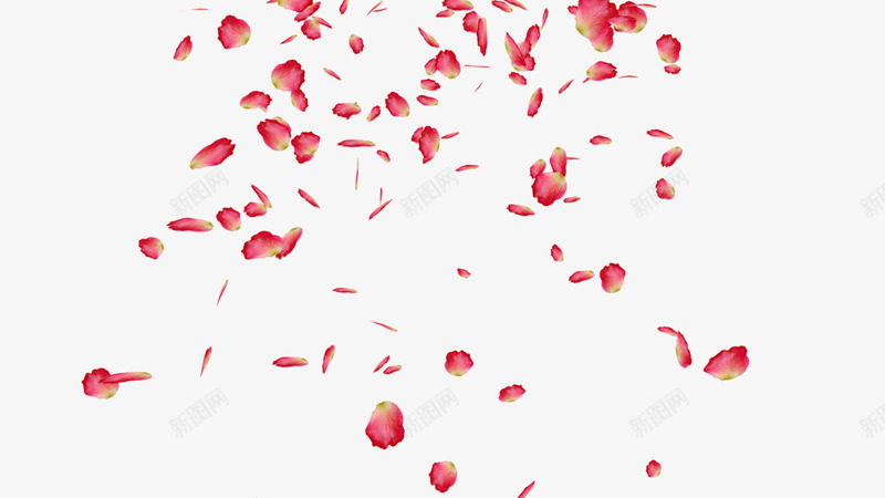 漂浮红色花瓣png免抠素材_新图网 https://ixintu.com 散花 漂浮元素 红色 背景装饰 花瓣