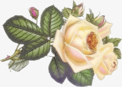 彩绘玫瑰花素材
