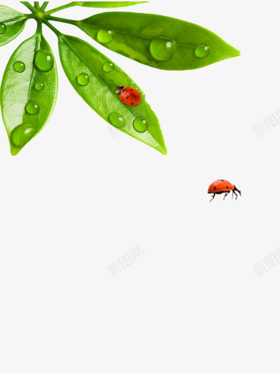 甲壳虫png免抠素材_新图网 https://ixintu.com 动物 昆虫 树叶 树叶图片 树叶蔬菜 甲壳虫