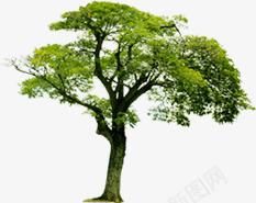 绿树植物景观大树png免抠素材_新图网 https://ixintu.com 大树 景观 植物 绿树