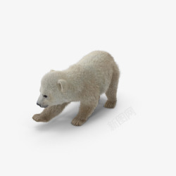 北极熊宝宝素材