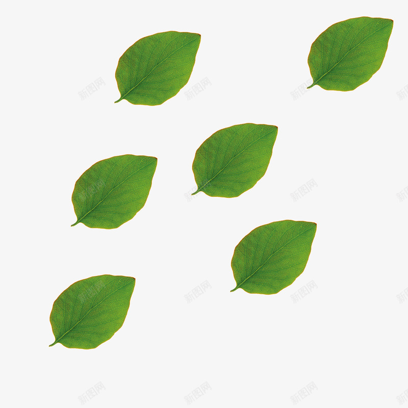 大大的树叶psd免抠素材_新图网 https://ixintu.com 动感漂浮 叶子 清新叶子 绿叶 绿色茶叶 网页漂浮 茶叶漂浮免 飘着的叶子