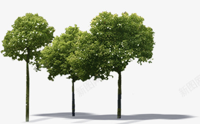 摄影绿色的大树植物树木png免抠素材_新图网 https://ixintu.com 大树 摄影 树木 植物 绿色