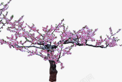 粉色大树植物装饰素材