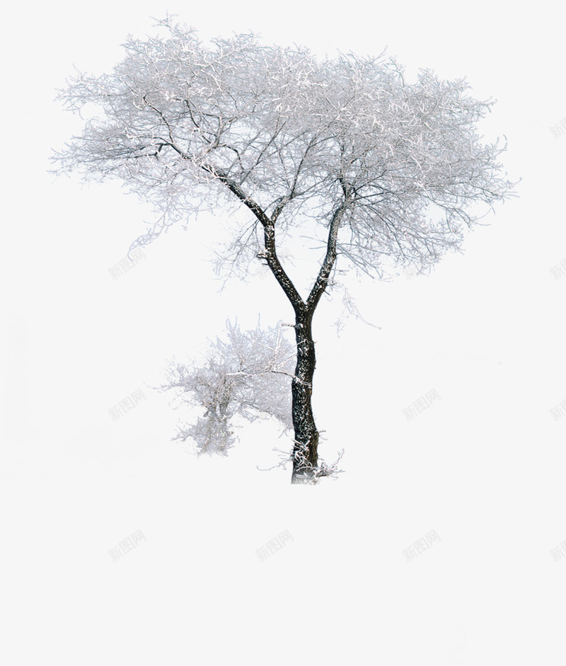 冬季雪景植物美景png免抠素材_新图网 https://ixintu.com 冬季 植物 美景 雪景