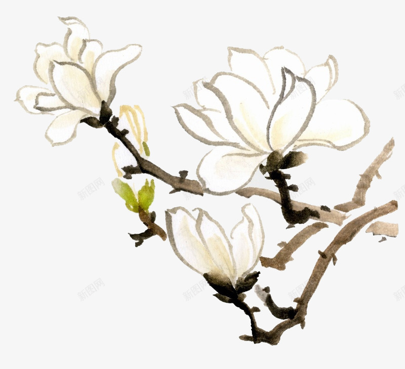 美丽的花朵png免抠素材_新图网 https://ixintu.com 白兰 白兰花 白色 美丽 花朵