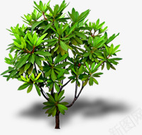 清新绿色植物大树装饰png免抠素材_新图网 https://ixintu.com 大树 清新 绿色植物 装饰