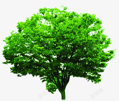 绿色大树环境png免抠素材_新图网 https://ixintu.com 大树 环境 素材 绿色