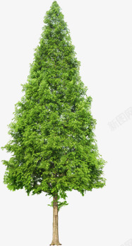 绿色清爽大树景观植物素材