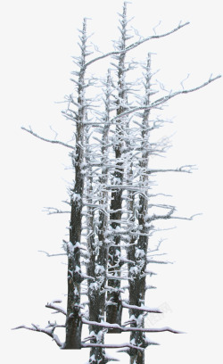 冬季冰花树枝装饰素材