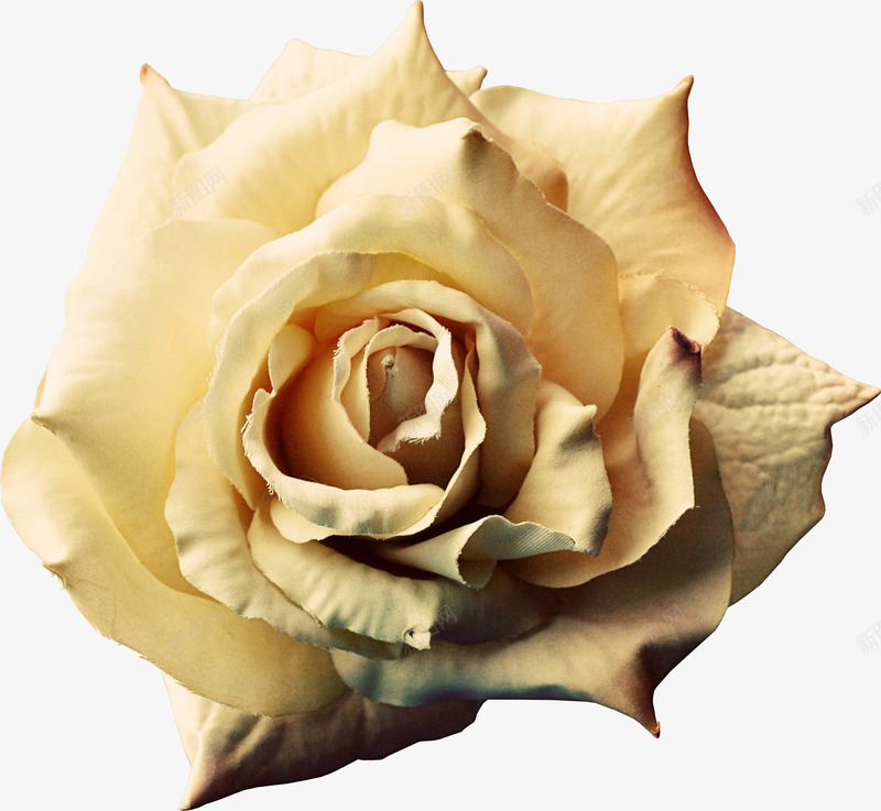 黄色玫瑰花实物图png免抠素材_新图网 https://ixintu.com 漂亮的 玫瑰花 美丽的 花卉 花朵 花瓣 装饰